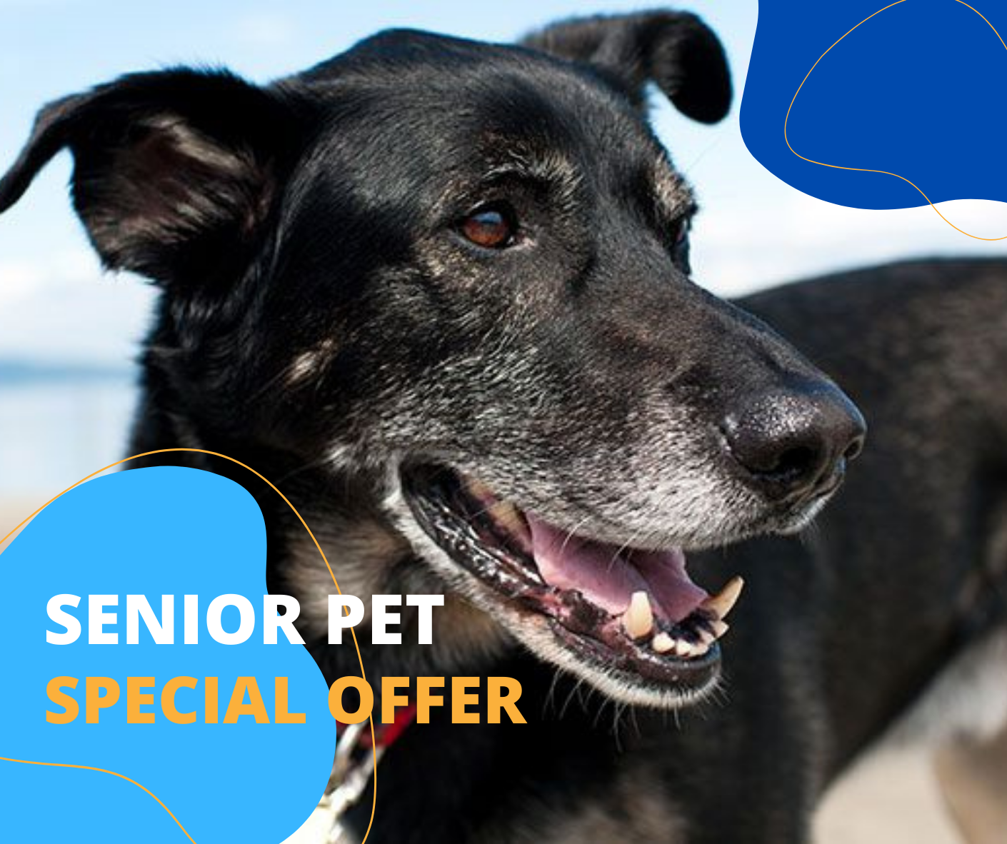 senior pet offer