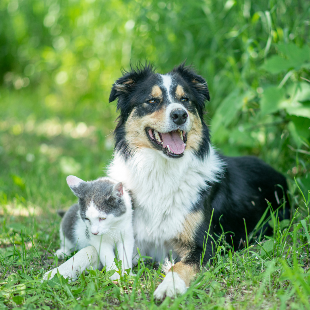tick prevention cats and dogs