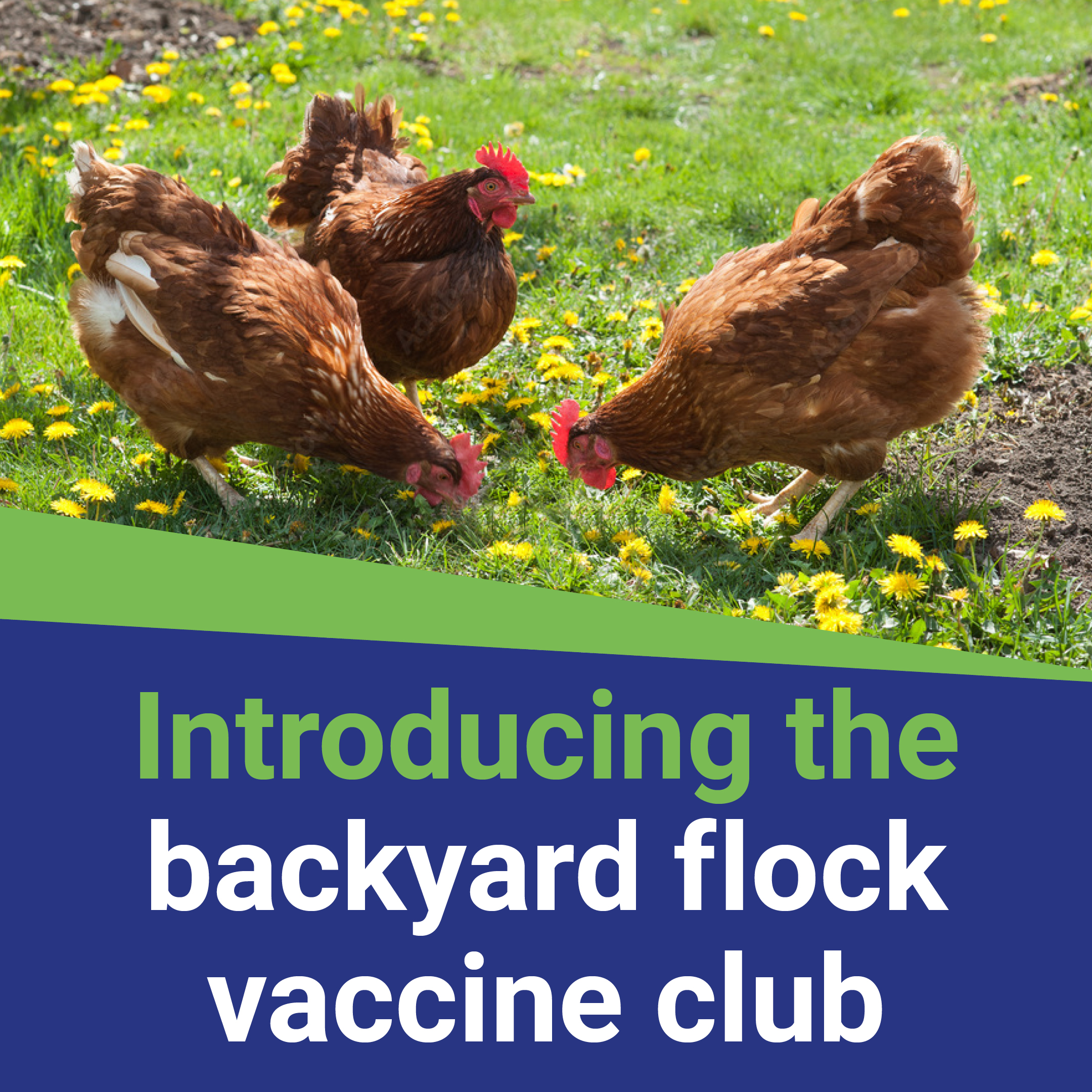 chicken vaccinations