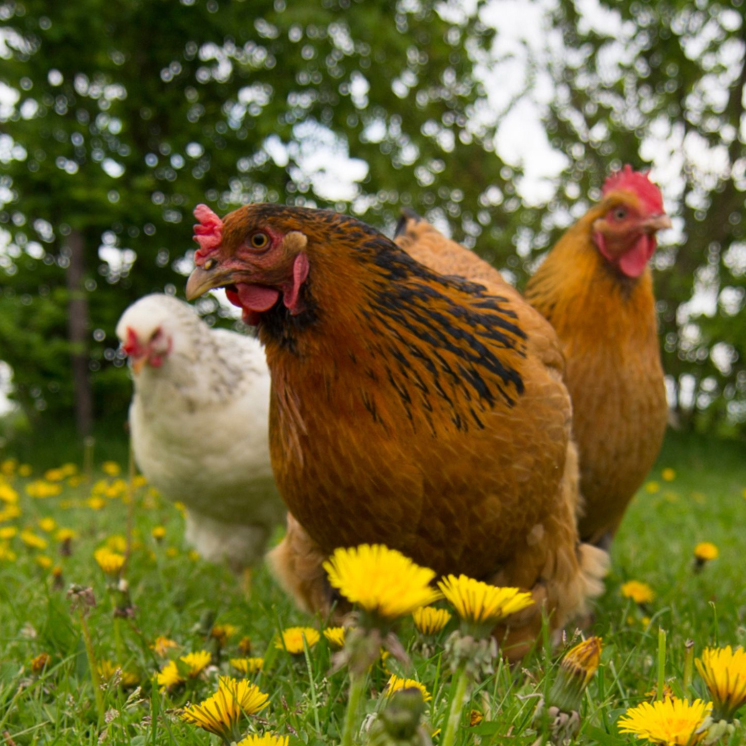 Backyard flock vaccine club