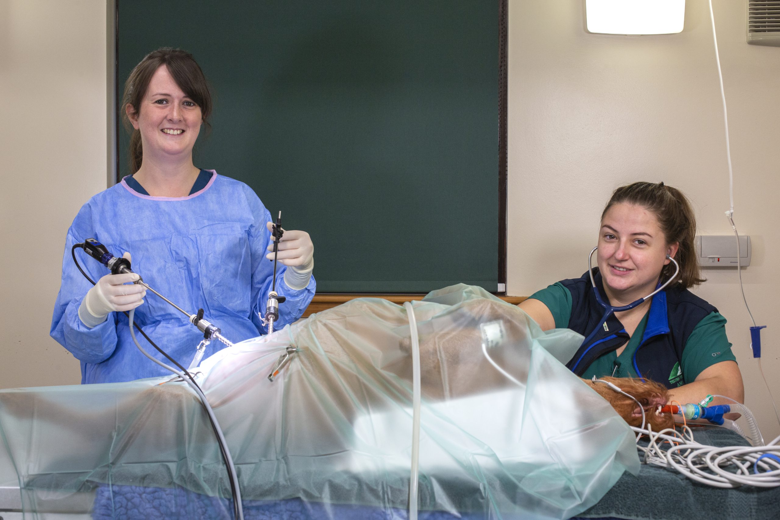 Thrums Vets “Veterinary surgery in progress”
