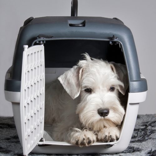 A dog in a carrier