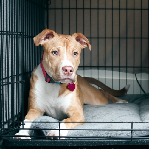 A dog in a crate