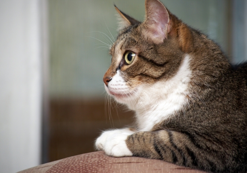 A tabby cat sitting