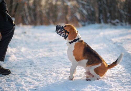 A dog wearing basket style muzzle