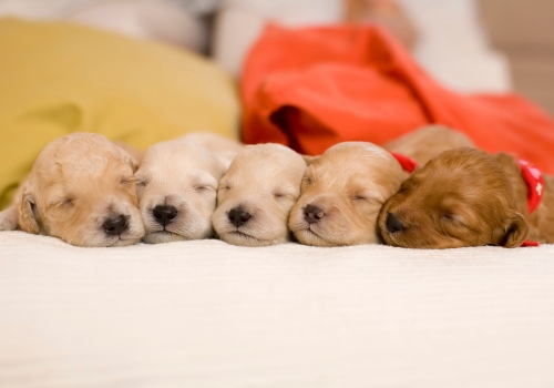 Cute puppies sleeping on a couch