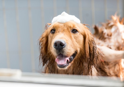 A happy dog having a bath