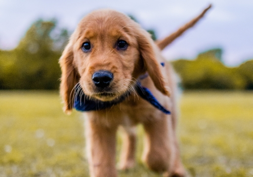 Adorable puppy on a lead