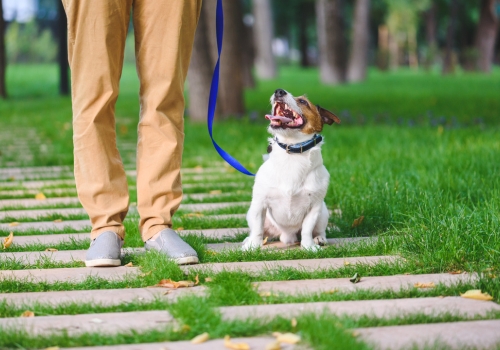 A puppy on lead walking in the park