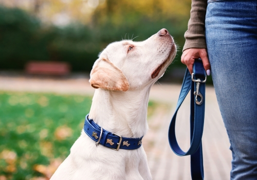Thrums Vets: Responsible Dog Ownership Month! A puppy on lead walking in the park