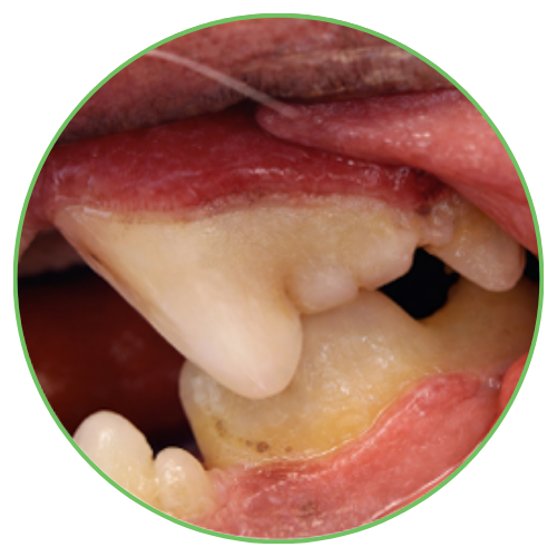 Thrums Vets: Stage 1 - Gingivitis