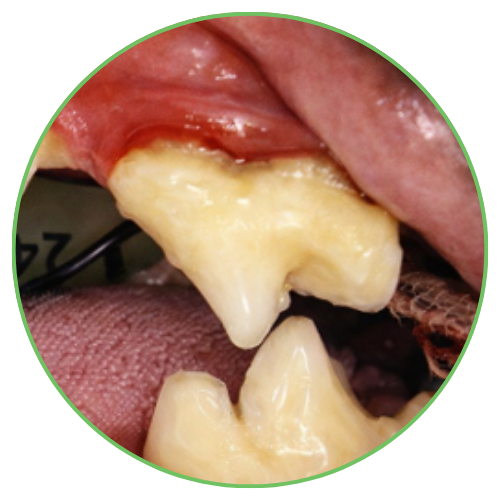Thrums Vets: Stage 2 - Early periodontal disease