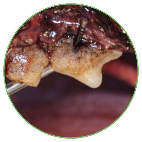 Thrums Vets: Stage 4 - Severe periodontal disease