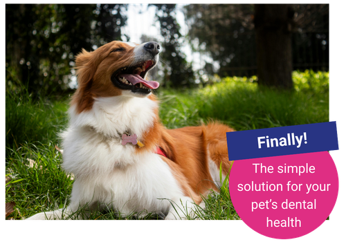 Thrums Vets: Dental plan